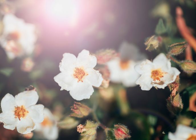 Czystek (Cistus L.)