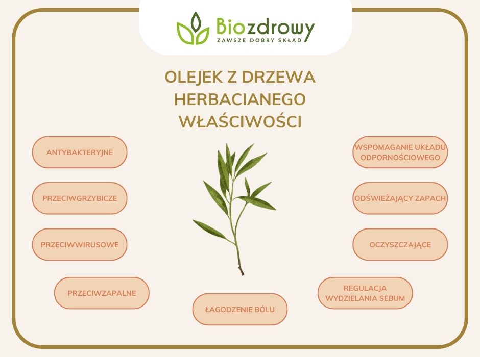 olejek z drzewa herbacianego właściwości - infografika