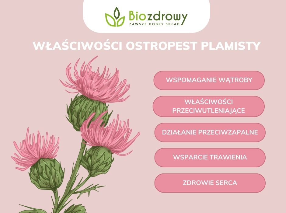 Właściowości Ostropest plamisty infografika