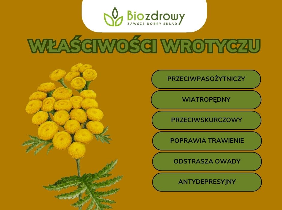 właściwości wrotyczu infografika