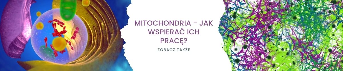 Mitochondria - jak wspierać ich pracę - obrazek zobacz także