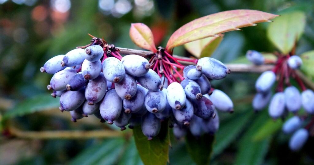 Berberys (Berberis L.)