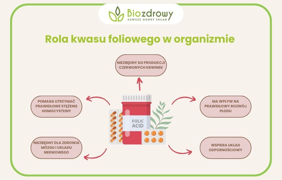 Rola kwasu foliowego w organizmie infografika