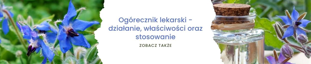 Ogórecznik lekarski - działanie, właściwości oraz stosowanie-obrazek zobacz także