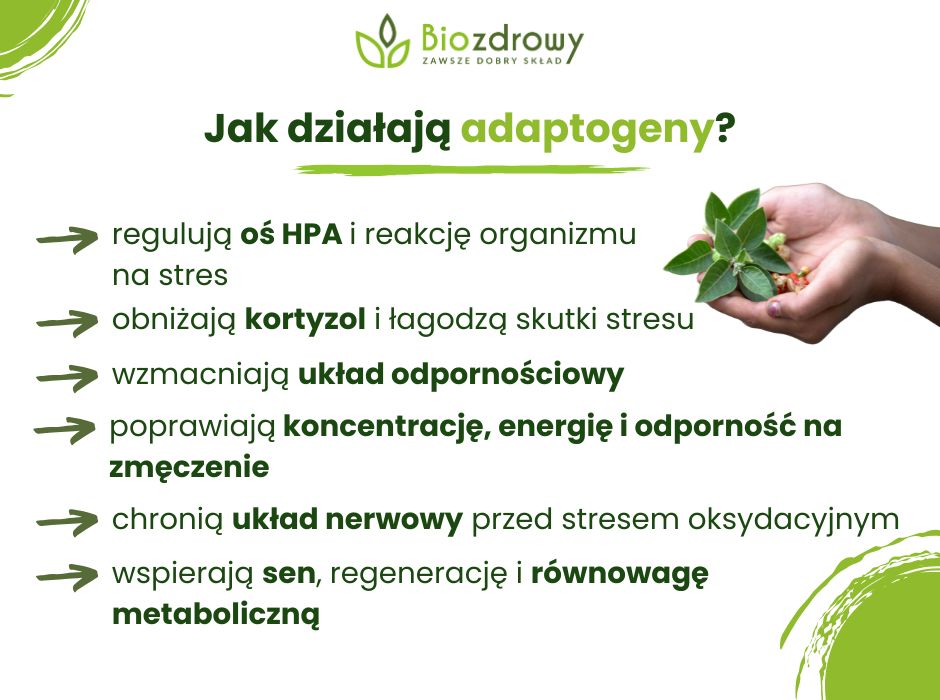 Jak działają adaptogeny - infografika