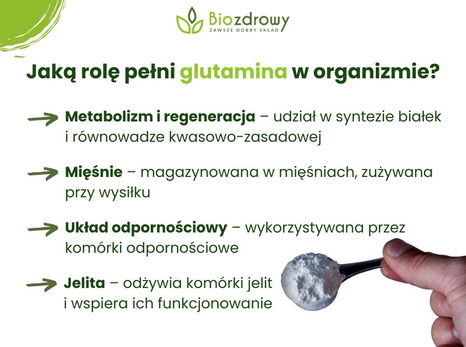Jaką rolę pełni glutamina w organizmie - infografika