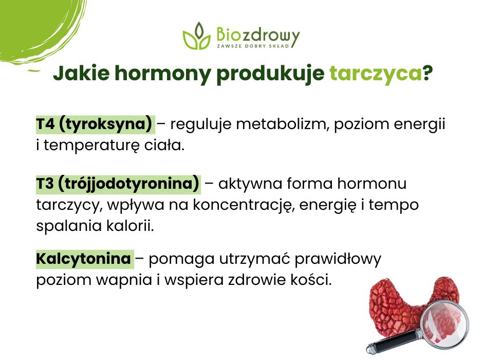Hormony tarczycy - infografika